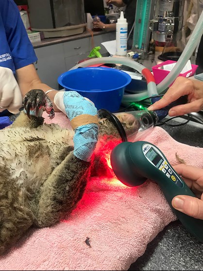 Veterinarians use Multi Radiance's ACTIVet PRO LaserShower on an injured koala
