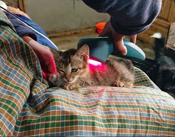 Twisty the kitten gets a laser therapy treatment