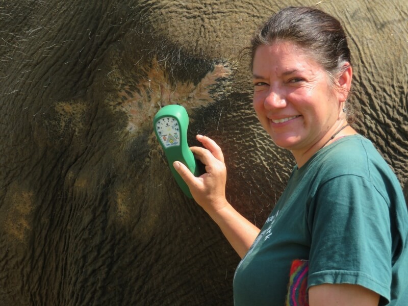 Trish London, DVM using Multi Radiance Super Pulsed Laser on the last remnants of the elephant wound