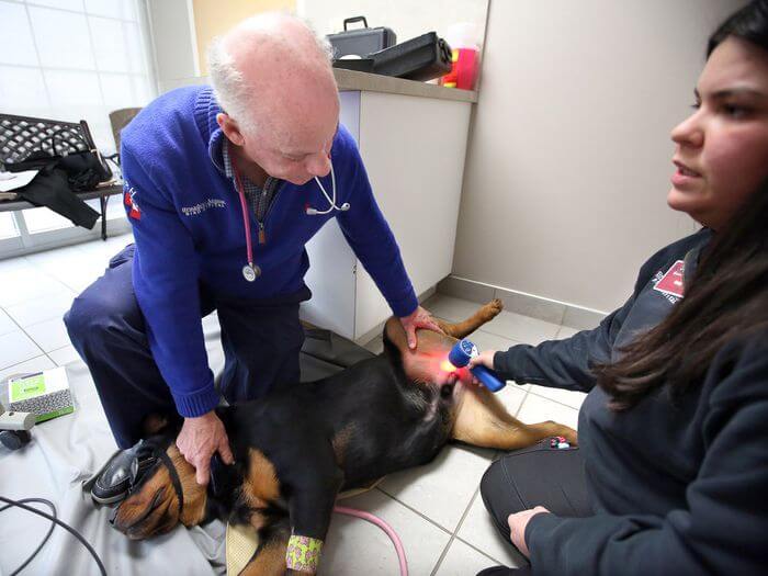 Dr. Steven J. Shaw uses Multi Radiance Super Pulsed Lasers on a dog in his veterinary hospital in Seven Hills, OH