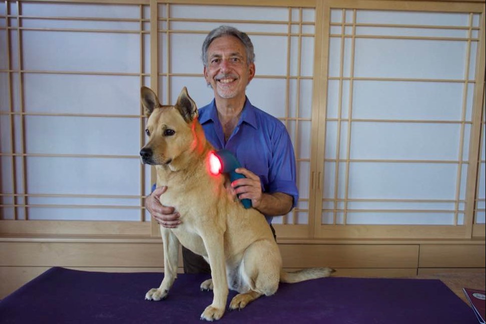 Allen Schoen, DVM, treats a dog with Multi Radiance Laser Therapy