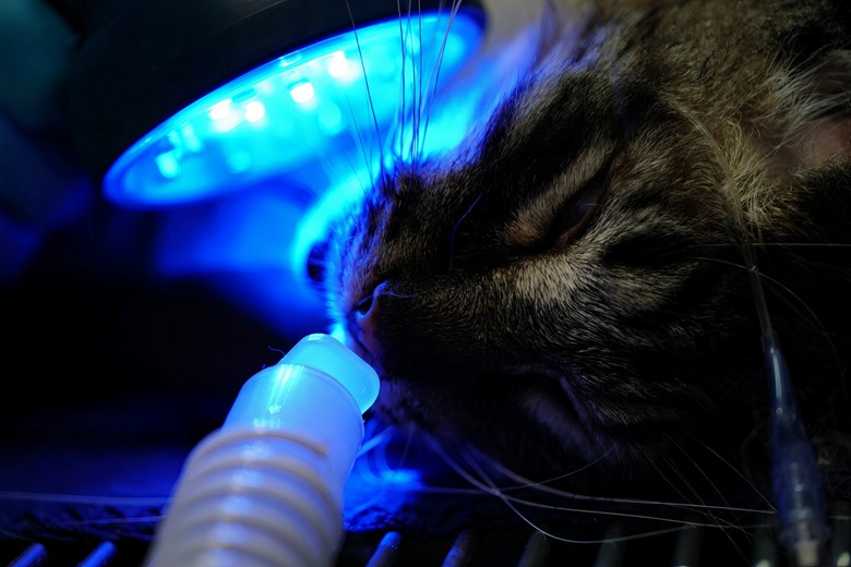 Cat receives blue light therapy dental treatment from Multi Radiance Laser