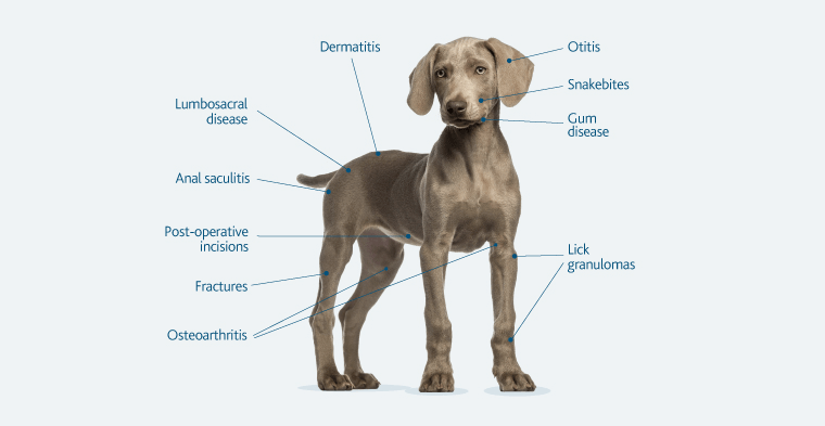 Veterinary | Multi Radiance Medical - Super Pulsed Laser Technology