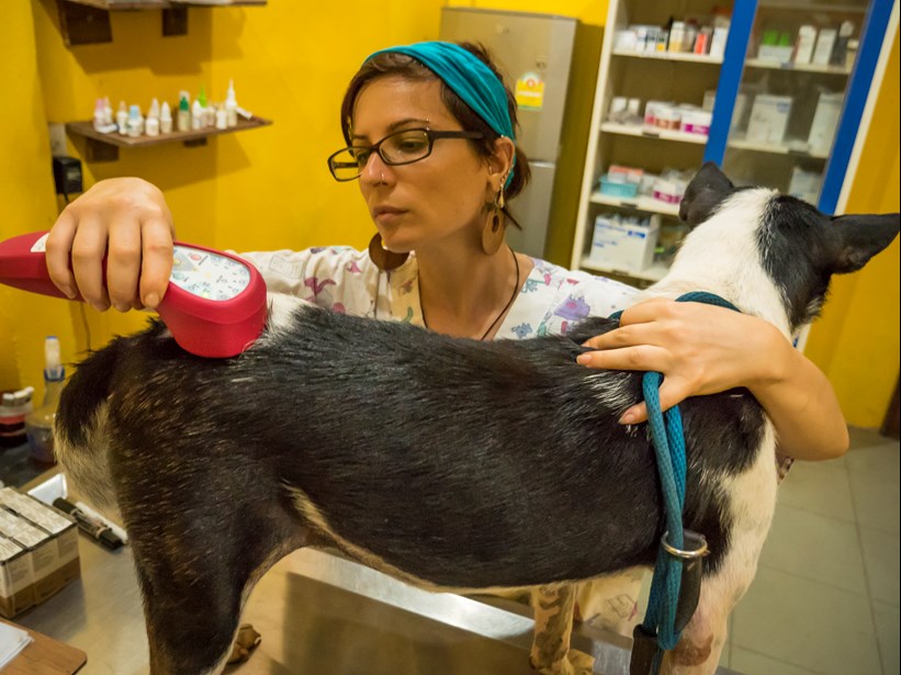 Veterinary laser therapy helps with common conditions like pet arthritis