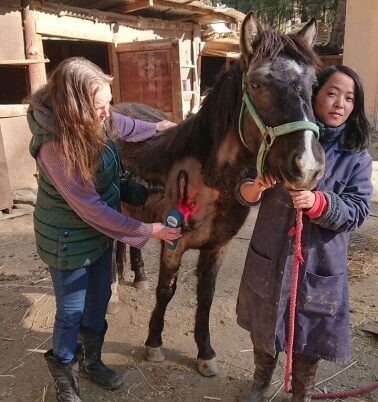 Treating Tingkham the horse with super pulsed laser therapy