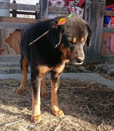 Tommy the dog received laser therapy for an arrow wound