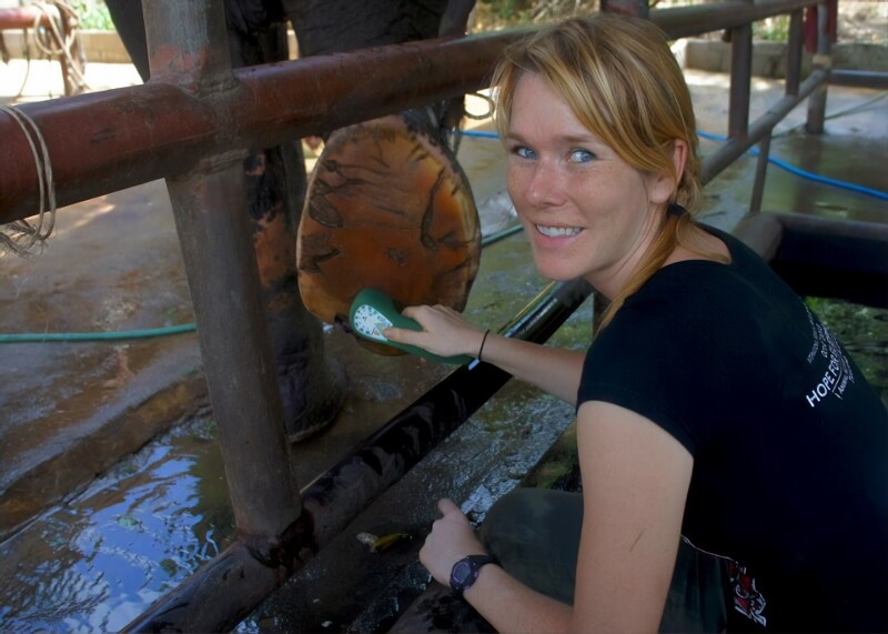 Erica Ward, DVM, treats an elephant's foot with Multi Radiance Super Pulsed Laser