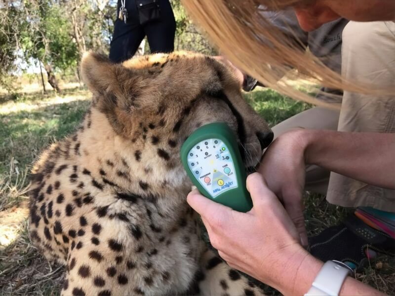 Erica Ward, DVM treats a cheetah abscess with Multi Radiance Super Pulsed Laser