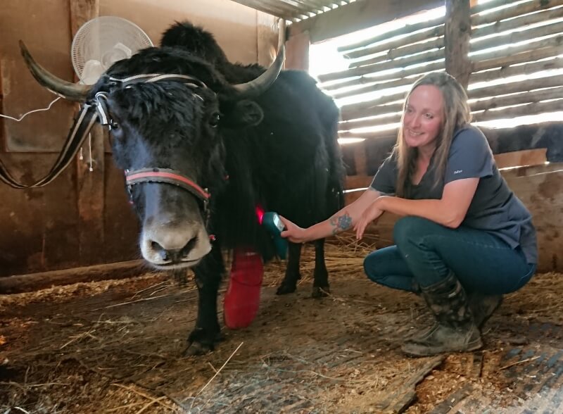 Jamie Vaughan relieves pain in a pregnant yak's stump wound at The Maya Foundation in Bhutan