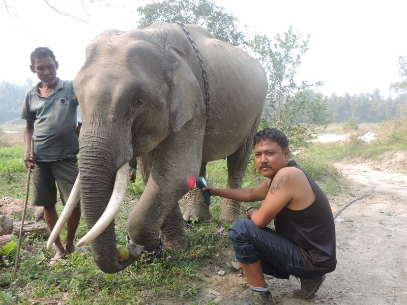 Rinku Gohain, DVM using Multi Radiance Super Pulsed Laser on elephant in India