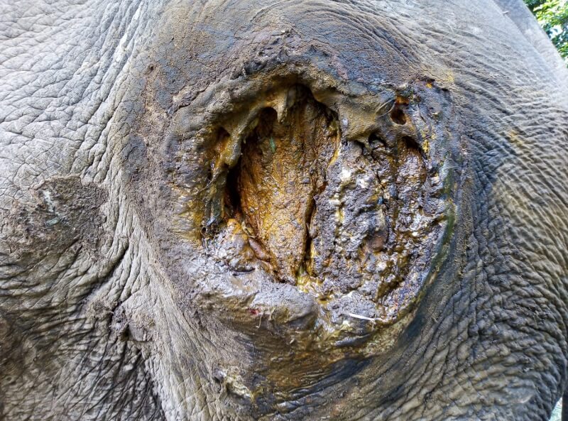 Large elephant wound before starting laser treatment