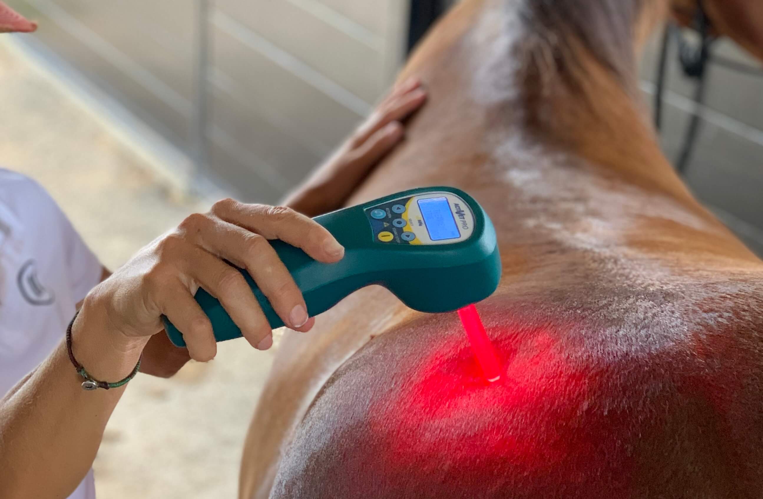 Multi Radiance MR4 ACTIVet PRO Laser Therapy used on horse