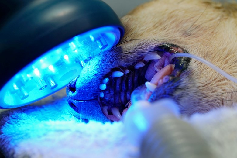 Multi Radiance ACTIVet PRO LaserShower's blue light therapy use for veterinary dental procedure