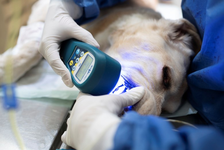 Multi Radiance Blue Light Therapy treatment in the mouth of a dog