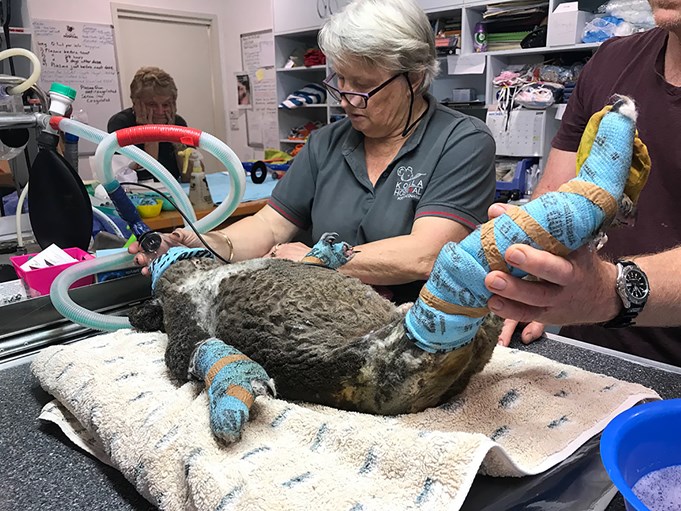 Rescued from the bushfires, an injured koala lies on a hospital table and receives oxygen at the Port Macquarie Koala Hospital, wearing casts on its limbs.