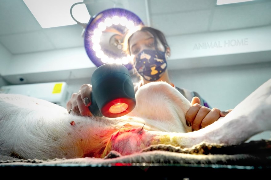 Veterinarian treats a stitched surgical incision on a canine with the My Pet Laser