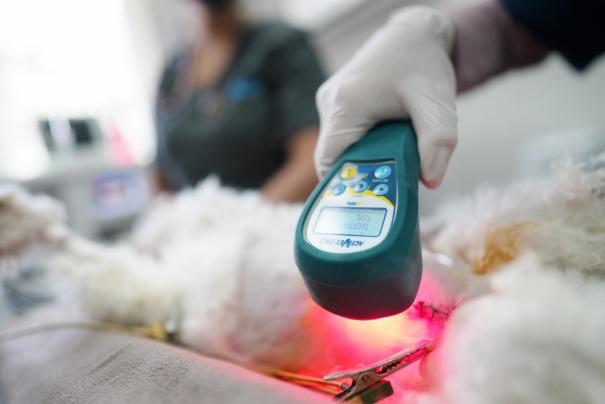 Veterinary surgeon holds ACTIVet PRO Laser and shines red light onto canine stitched surgical incision
