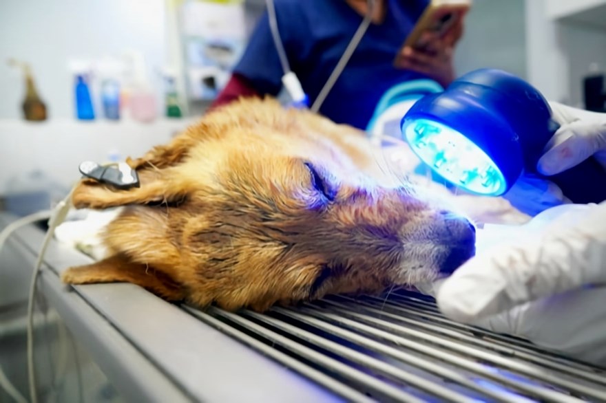 Anesthetized canine receives blue light therapy with the ACTIVet PRO LaserShower