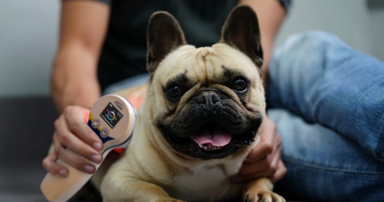 French bulldog receives laser therapy treatment