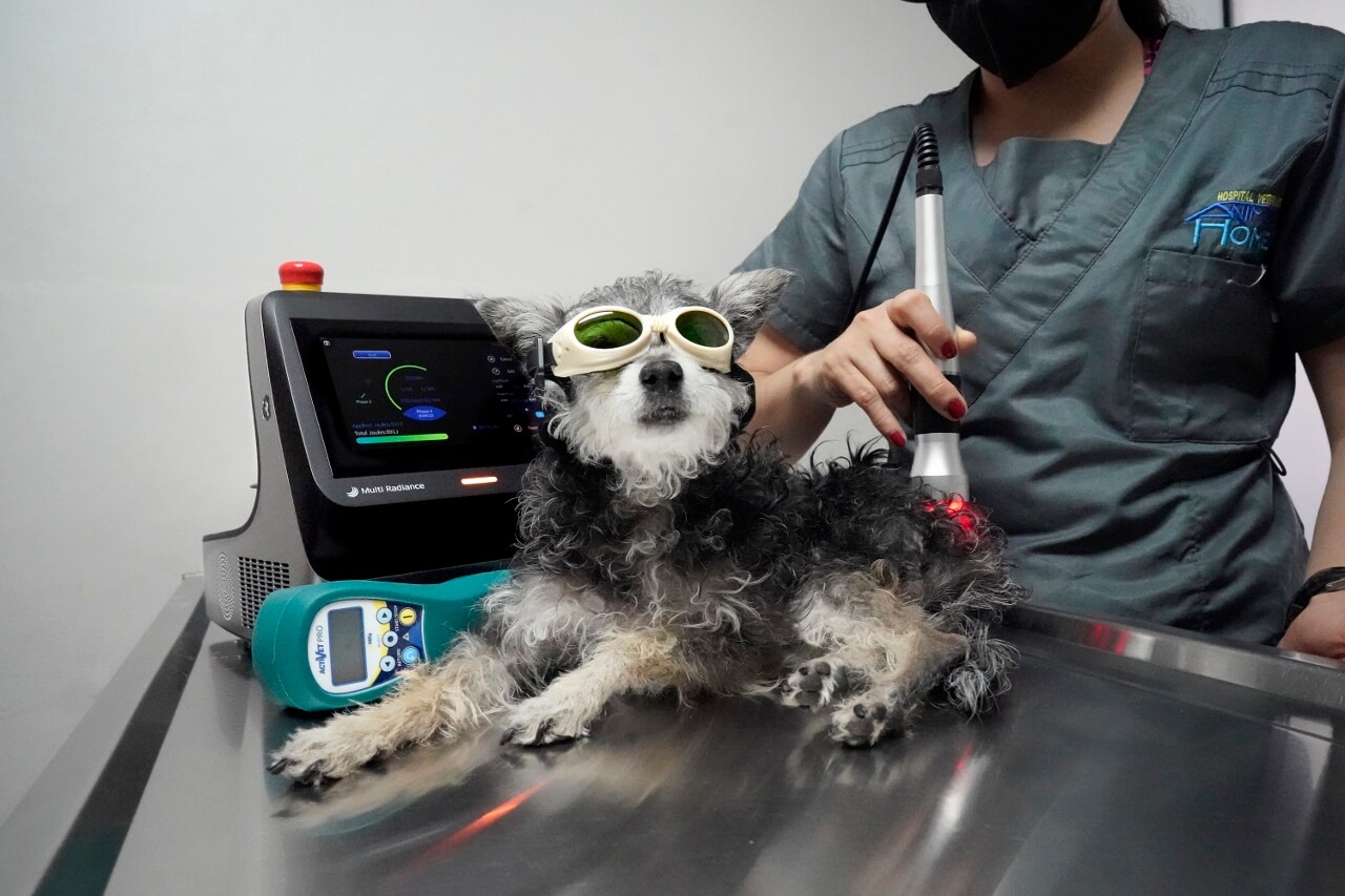 Small dog receives laser therapy treatment with ALPHA Laser from Multi Radiance